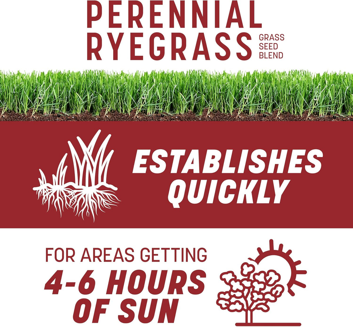 Pennington Smart Seed Perennial Rye Grass Seed Plus Fertilizer, 3 lb
