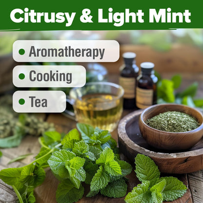 HOME GROWN 𝗨𝗦𝗔 𝗣𝗥𝗘𝗠𝗜𝗨𝗠 Peppermint Seeds Pack – 2,370 𝗡𝗢𝗡-𝗚𝗠𝗢 Heirloom Mint Seeds for Planting. Grow Peppermint Plants in Your Herb Garden Indoors or Outdoors (Mentha x piperita)