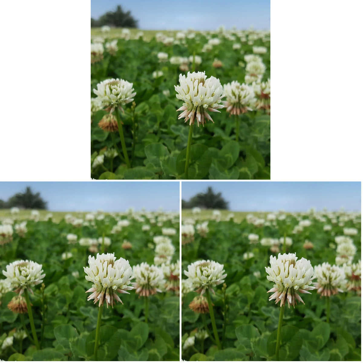 Outsidepride Perennial White Dutch Clover Seed - 5 lbs. Nitrocoated, Inoculated for Lawn Alternative, Erosion Control, Food Plots, Ground Cover, & Pasture Mixtures in USDA Zones 3-10