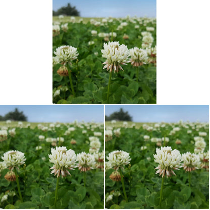 Outsidepride Perennial White Dutch Clover Seed - 5 lbs. Nitrocoated, Inoculated for Lawn Alternative, Erosion Control, Food Plots, Ground Cover, & Pasture Mixtures in USDA Zones 3-10
