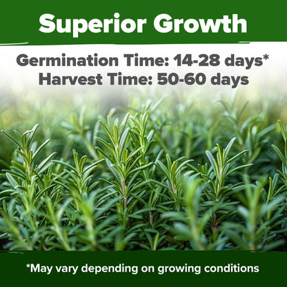 HOME GROWN 𝗨𝗦𝗔 𝗣𝗥𝗘𝗠𝗜𝗨𝗠 Peppermint Seeds Pack – 2,370 𝗡𝗢𝗡-𝗚𝗠𝗢 Heirloom Mint Seeds for Planting. Grow Peppermint Plants in Your Herb Garden Indoors or Outdoors (Mentha x piperita)