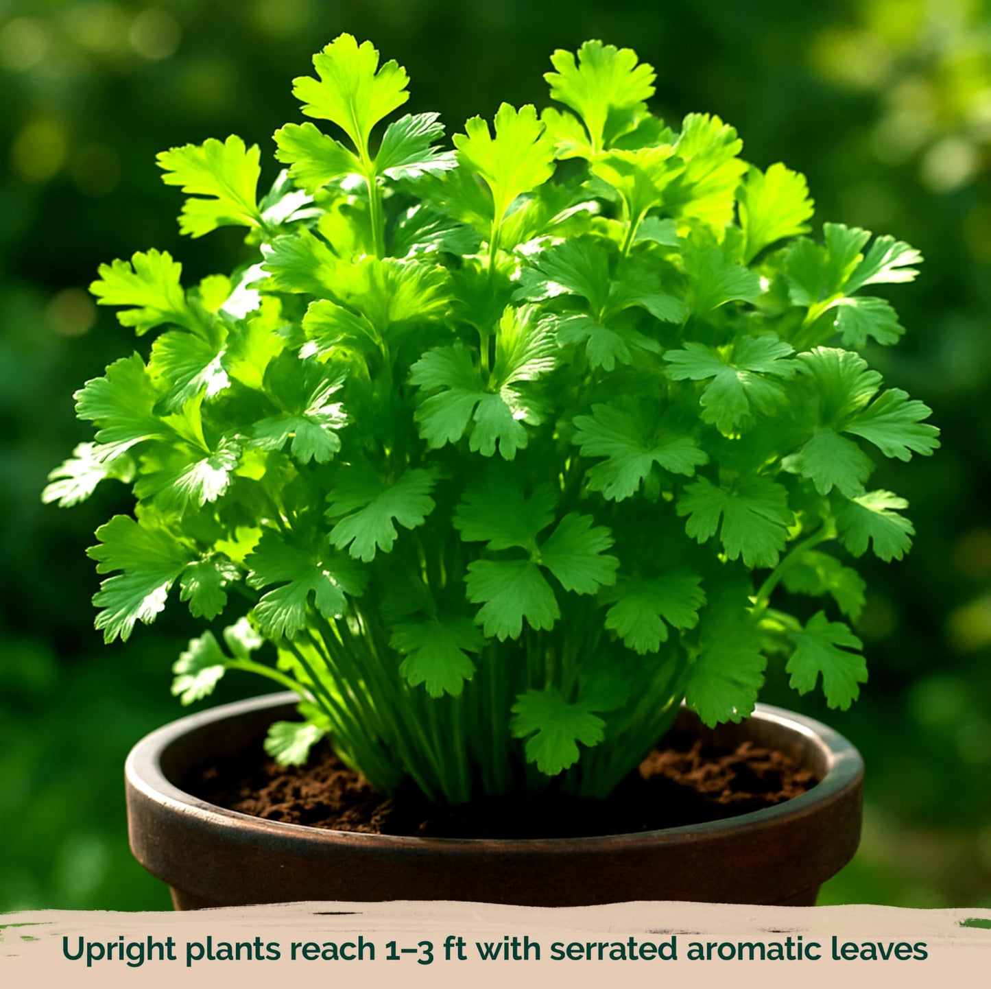 KVITER 500 Lemon Thyme Seeds for Planting (Thymus Pulegioides) – Wild Creeping Thyme Seeds Ground Cover, Aromatic & Drought-Tolerant Herbaceous Flower – Ideal for Walls, Fences & Herb Garden