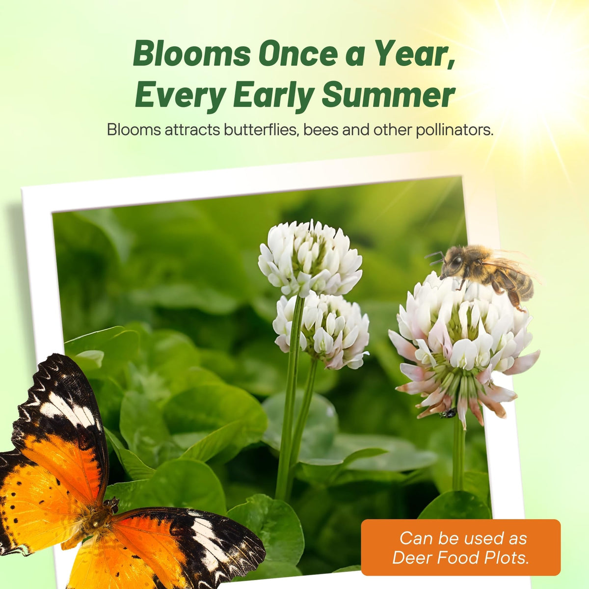 Outsidepride Perennial White Dutch Clover Seed - 5 lbs. Nitrocoated, Inoculated for Lawn Alternative, Erosion Control, Food Plots, Ground Cover, & Pasture Mixtures in USDA Zones 3-10