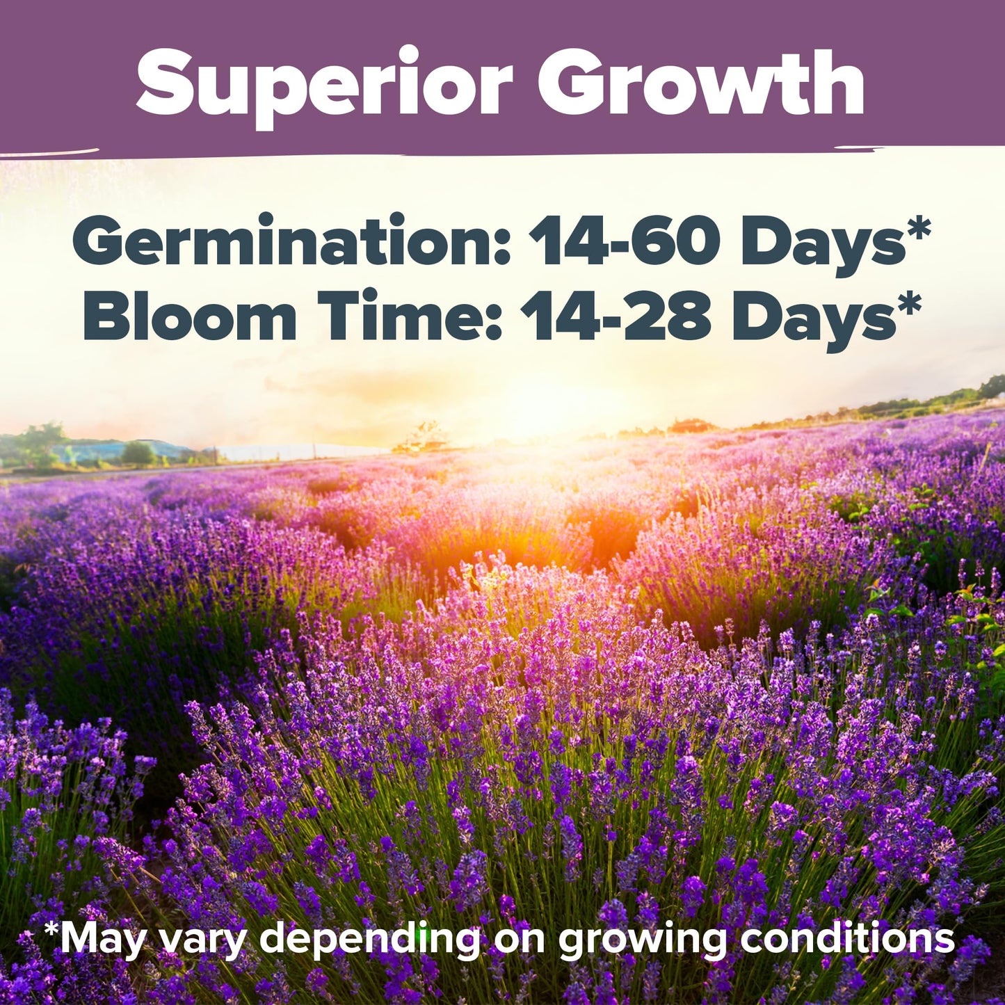 HOME GROWN 𝗨𝗦𝗔 𝗣𝗥𝗘𝗠𝗜𝗨𝗠 Peppermint Seeds Pack – 2,370 𝗡𝗢𝗡-𝗚𝗠𝗢 Heirloom Mint Seeds for Planting. Grow Peppermint Plants in Your Herb Garden Indoors or Outdoors (Mentha x piperita)