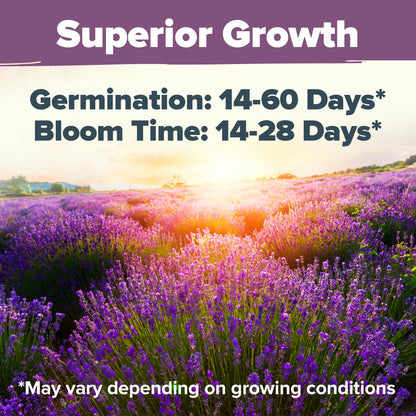 HOME GROWN 𝗨𝗦𝗔 𝗣𝗥𝗘𝗠𝗜𝗨𝗠 Peppermint Seeds Pack – 2,370 𝗡𝗢𝗡-𝗚𝗠𝗢 Heirloom Mint Seeds for Planting. Grow Peppermint Plants in Your Herb Garden Indoors or Outdoors (Mentha x piperita)