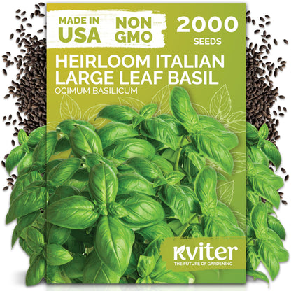 KVITER 500 Lemon Thyme Seeds for Planting (Thymus Pulegioides) – Wild Creeping Thyme Seeds Ground Cover, Aromatic & Drought-Tolerant Herbaceous Flower – Ideal for Walls, Fences & Herb Garden