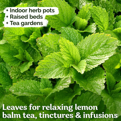 KVITER 500 Lemon Thyme Seeds for Planting (Thymus Pulegioides) – Wild Creeping Thyme Seeds Ground Cover, Aromatic & Drought-Tolerant Herbaceous Flower – Ideal for Walls, Fences & Herb Garden