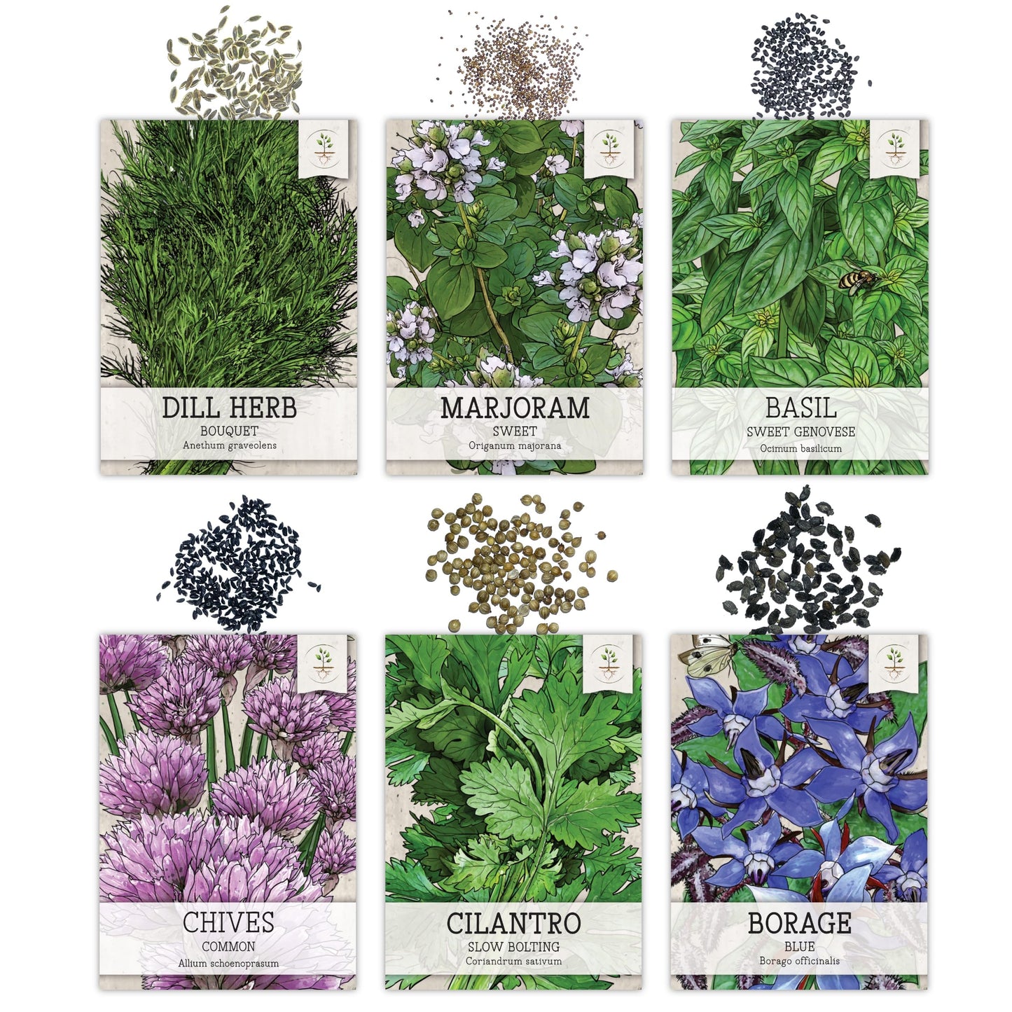 Seed Needs, Herb Seeds Variety Pack Culinary Herb Collection (12 Individual Herbs for Planting Indoors or Outdoors) Grow Your Own Organic Herb Garden - Heirloom, Non-GMO
