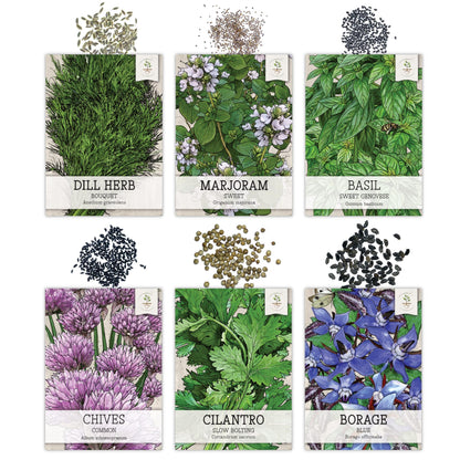 Seed Needs, Herb Seeds Variety Pack Culinary Herb Collection (12 Individual Herbs for Planting Indoors or Outdoors) Grow Your Own Organic Herb Garden - Heirloom, Non-GMO