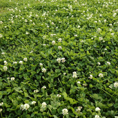 Outsidepride Perennial White Dutch Clover Seed - 5 lbs. Nitrocoated, Inoculated for Lawn Alternative, Erosion Control, Food Plots, Ground Cover, & Pasture Mixtures in USDA Zones 3-10