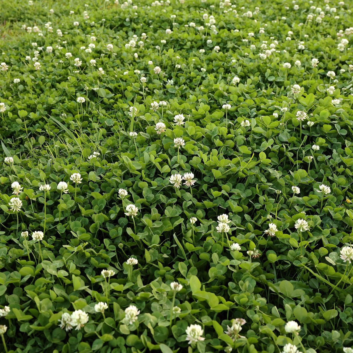 Outsidepride Perennial White Dutch Clover Seed - 5 lbs. Nitrocoated, Inoculated for Lawn Alternative, Erosion Control, Food Plots, Ground Cover, & Pasture Mixtures in USDA Zones 3-10