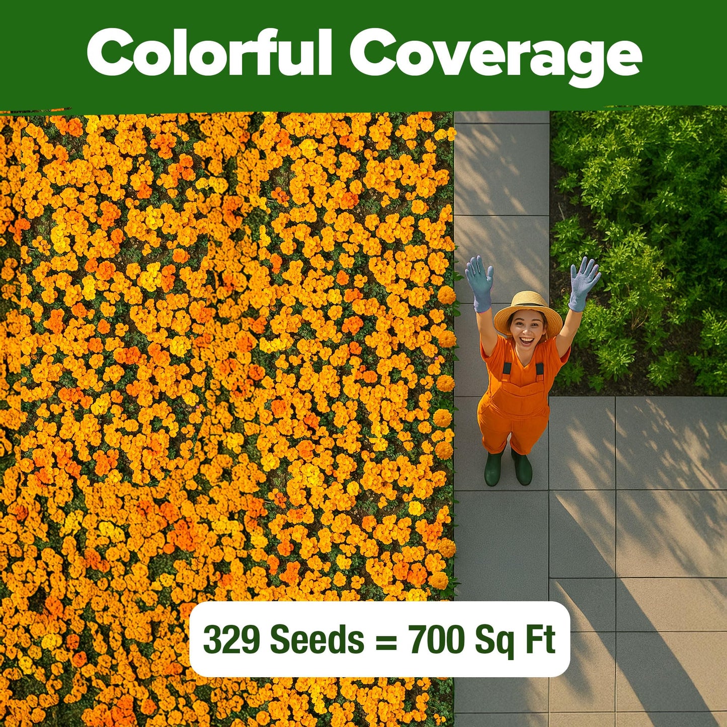 HOME GROWN 𝗨𝗦𝗔 𝗣𝗥𝗘𝗠𝗜𝗨𝗠 Zinnia Dahlia Seeds Pack for 2025 – 524 𝗡𝗢𝗡-𝗚𝗠𝗢 Flower Seeds | Vibrant Zinnia Elegans for Pollinator Gardens, Borders & Containers | Easy-to-Grow Outdoor Blooms
