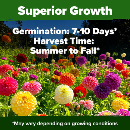 HOME GROWN 𝗨𝗦𝗔 𝗣𝗥𝗘𝗠𝗜𝗨𝗠 Zinnia Dahlia Seeds Pack for 2025 – 524 𝗡𝗢𝗡-𝗚𝗠𝗢 Flower Seeds | Vibrant Zinnia Elegans for Pollinator Gardens, Borders & Containers | Easy-to-Grow Outdoor Blooms