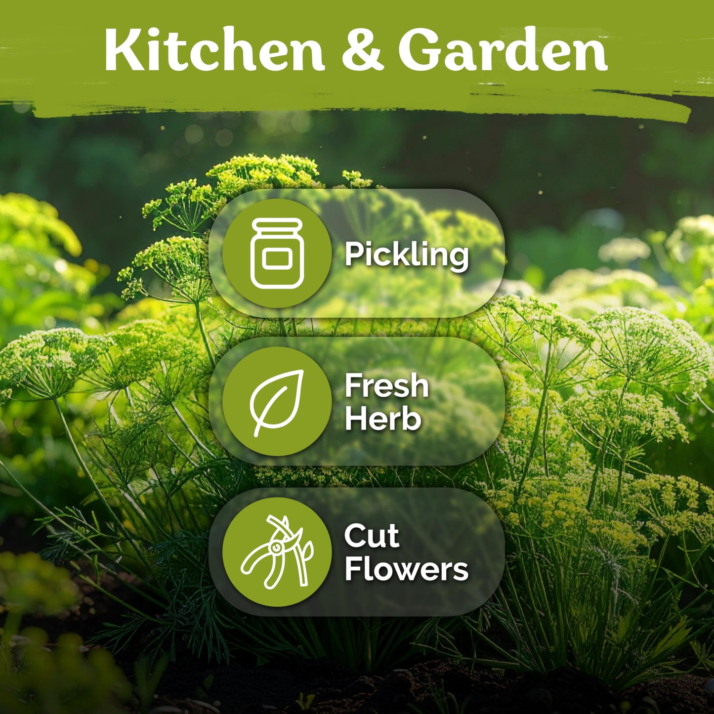 KVITER 500 Lemon Thyme Seeds for Planting (Thymus Pulegioides) – Wild Creeping Thyme Seeds Ground Cover, Aromatic & Drought-Tolerant Herbaceous Flower – Ideal for Walls, Fences & Herb Garden