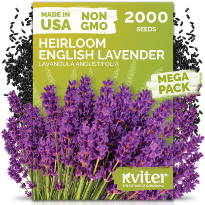 KVITER 500 Lemon Thyme Seeds for Planting (Thymus Pulegioides) – Wild Creeping Thyme Seeds Ground Cover, Aromatic & Drought-Tolerant Herbaceous Flower – Ideal for Walls, Fences & Herb Garden