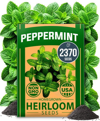 HOME GROWN 𝗨𝗦𝗔 𝗣𝗥𝗘𝗠𝗜𝗨𝗠 Peppermint Seeds Pack – 2,370 𝗡𝗢𝗡-𝗚𝗠𝗢 Heirloom Mint Seeds for Planting. Grow Peppermint Plants in Your Herb Garden Indoors or Outdoors (Mentha x piperita)